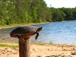 Turtle on a post Turtle on a post